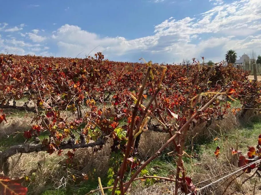 Songbird D'Aria Cape Town Luxury House On Wine Estateヴィラ 南アフリカ